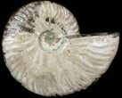Wide Polished Ammonite 'Dish' #41646-1